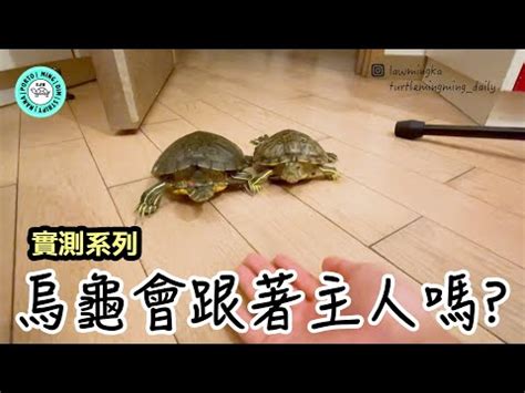 山烏龜 風水|【烏龜風水】揭密烏龜風水：家居養龜招財避煞，必知風水禁忌！